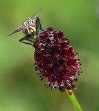 210812 Wiesenknopf-fliege.jpg