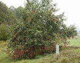 211018 ApfelA4.jpg