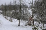 211120 Winteraepfel.jpg
