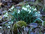 220311 Schneeglöckchen.jpg