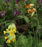 220421 Schlüsselblumen.jpg