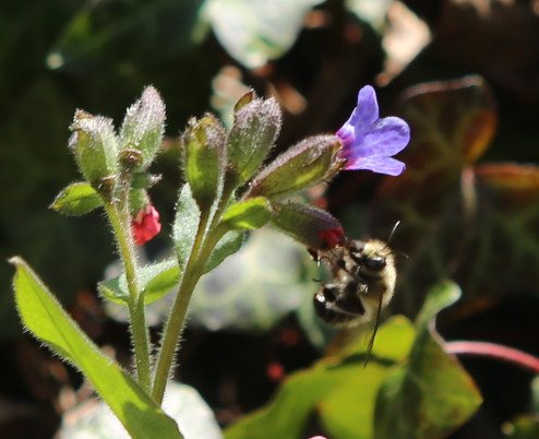 n_220328_fruehlings_pelzbiene__anthophora_plumipes_.jpg