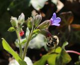 220328-Frühlings-Pelzbiene (Anthophora plumipes).jpg