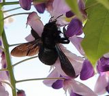 220515-Blauschwarze Holzbiene (Xylocopa violacea)m1.jpg