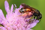 220605-knautien-sandbiene (andrena hattorfiana).jpg