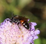 220613 Skabiosen-Sandbiene (Andrena marginata).jpg