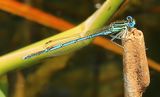 220606-Blaue Federlibelle (Platycnemis pennipes)m.jpg