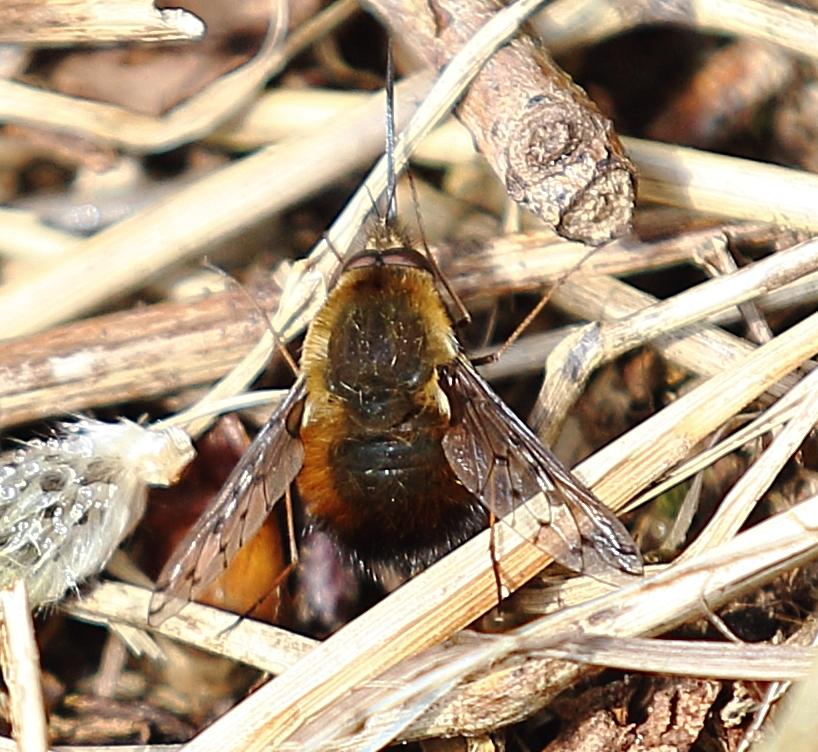 n_220415_gefleckter_wollschweber__bombylius_discolor_.jpg