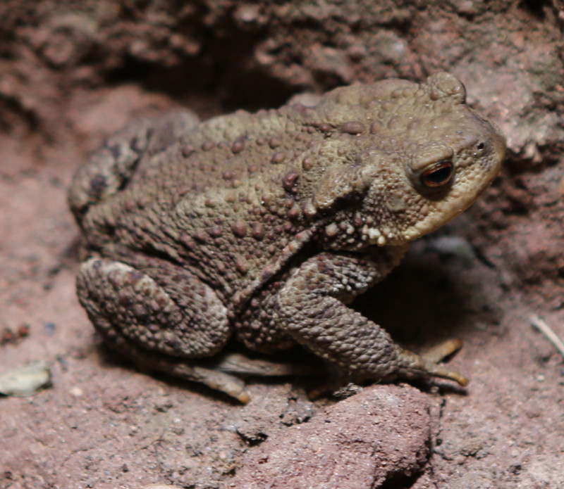 n_220814_erdkroete.jpg