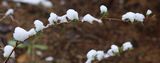 220402-HimbeerSchnee.jpg