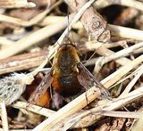 220415-Gefleckter Wollschweber (Bombylius discolor).jpg