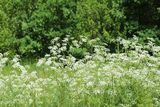 220521-Doldenblütler.JPG
