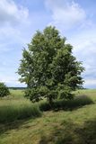 220609-Linde.JPG
