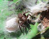 220614-Gewöhnlicher Nachtwolf (Trochosa terricola).jpg