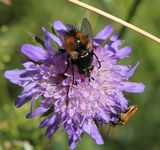 220614-Igelfliege.jpg