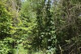 220618-Hopfen an Nussbaum.JPG