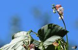 220717-himmelsfreund.jpg