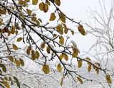 221119-NichtRichtigWinter.jpg