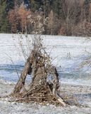 221218-Baumsterben.jpg