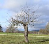 221230-BaumÜberleben.jpg