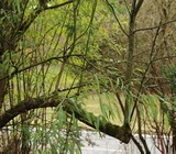 0204-apfelbaum.jpg