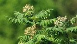 0601-speierlingsjungfruechte.jpg