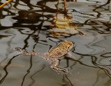 0323-kroetenwanderung3.jpg