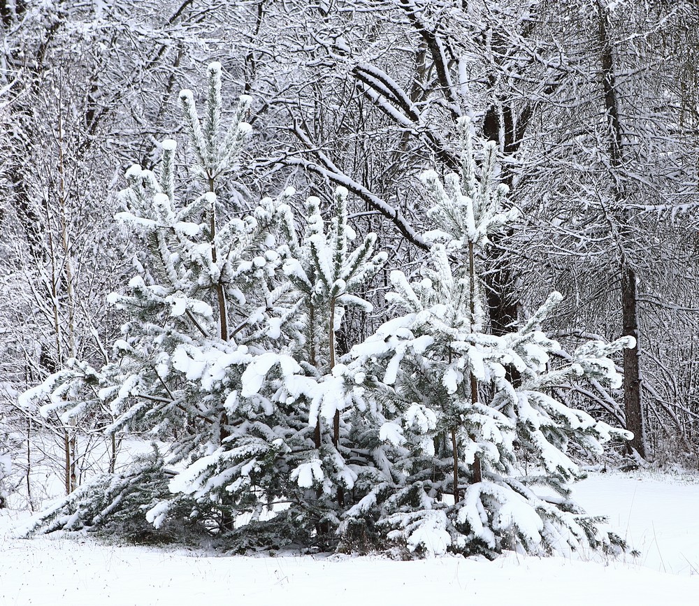 n_0118-Schnee.jpg