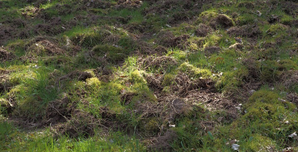 n_0410-Wildschweingewühl.jpg