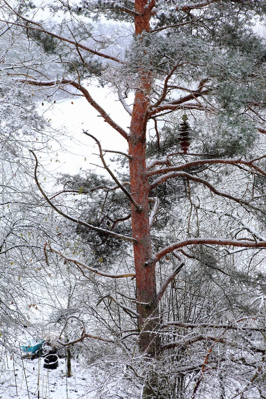 n_1201-KieferSchneeüberpudert.jpg