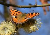 (04a) Großer Fuchs (Nymphalis polychloros).jpg