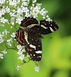 (06) Landkärtchen (Araschnia levana)-Sommerform.jpg