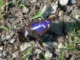 (10) Großer Schillerfalter (Apatura iris).JPG
