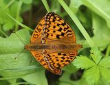 (18) Feuriger Perlmuttfalter (Fabriciana adippe).jpg