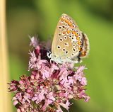(21) Hauhechel-Bläuling (Polyommatus icarus)w.jpg