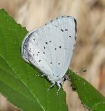 (22) Faulbaumbläuling(w) (Celastrina argiolus).jpg