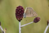 (24) Dunkler Wiesenknopf-Ameisenbläuling (Phengaris nausithous).JPG