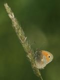 (25) Kleines Wiesenvögelchen (Coenonympha pamphilus).jpg