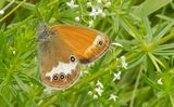 (26) Weißbindiges Wiesenvögelchen (Coenonympha arcania).JPG