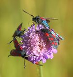 (29) Sechsfleckwidderchen Blutströpfchen (Zygaena filipendulae).jpg
