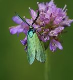 (30) Ampfer-Grünwidderchenr (Adscita statices).jpg