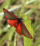 (31) Jakobskrautbär-Blutbär (Tyria jacobaeae).jpg