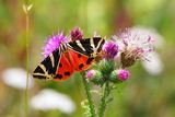 (35) Russischer Bär (Euplagia quadripunctaria).jpg
