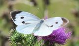 (36a)  Großer Kohlweißling (Pieris brassicae).jpg