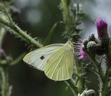 (37) Kleiner Kohlweißling (Pieris rapae).jpg