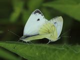 (38) Rapsweißling (Pieris napi).jpg