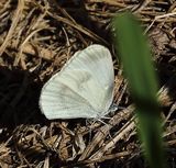 (39) Leptidea sinapis (Senfweißling)-Artkomplex.jpg
