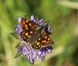 (42) Gelbwürfeliger Dickkopffalter(Carterocephalus palaemon).jpg