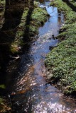 0318-Frhlingsbach.JPG