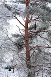 1201-KieferSchneeberpudert.JPG